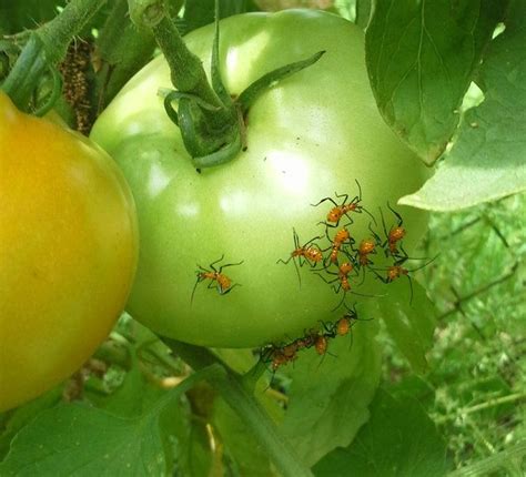 85 Amazing Red And White Bugs On Tomato Plants Insect News