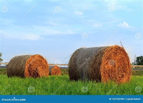 Round Hay Bale In Sunlit Grassy Pasture At Sunset Stock Photo Image