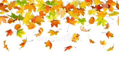 Autumn Oak Leaves Falling Stock Image Image Of Background 33124123