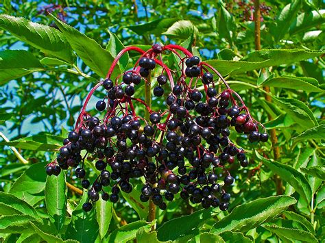 Sambucus Nigra Zonnebeld