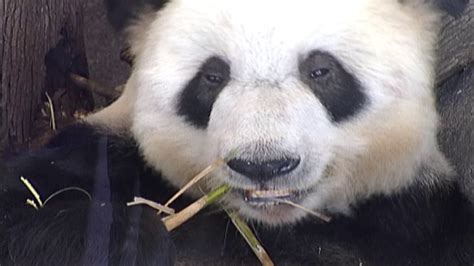 Memphis Zoo Giant Panda Le Le Passes Away