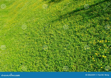 Green Grass Field Stock Image Image Of Backgrounds Outdoors 20622591