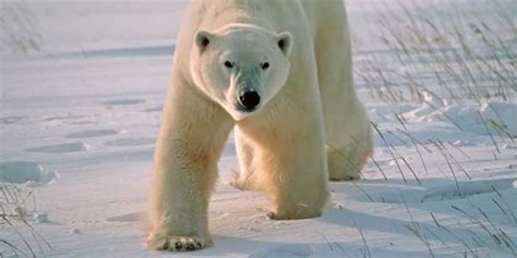 Petitie Stop New Polar Bear Trophy Hunts Polar Bear Polar Bears