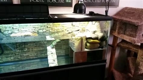 My Original Aquatic Turtle Tank Setup Youtube