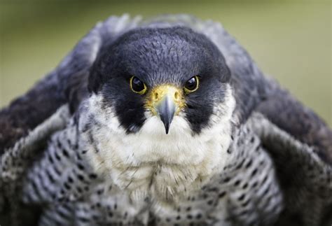 National Bird Of Prey Centre Falconry In Ireland