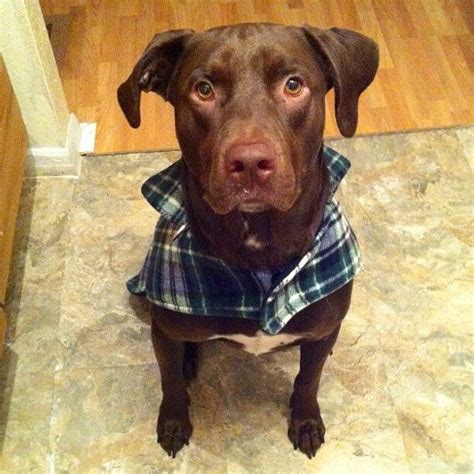 This dog has high energy levels, so she what do lab pitbull mix dogs look like? Chocolate Lab/pit mix -Bud 3yrs old Such a handsome boy ...