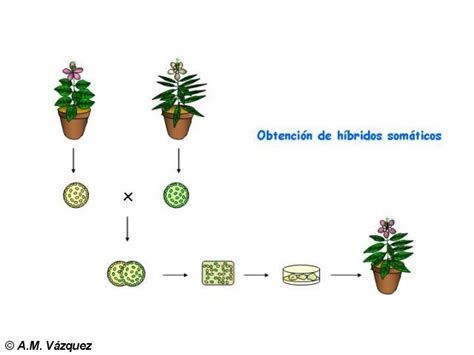 Bioimagen Obtención De Híbridos Somáticos Autor Ana