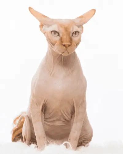 Skin Conditions Of Sphynx Cats Skin Guide For Sphynx Owners Pet Vet