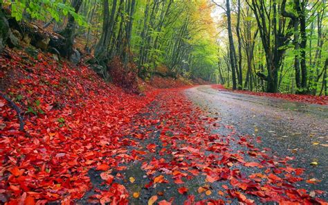 Rainy Autumn Forest Hd Wallpaper