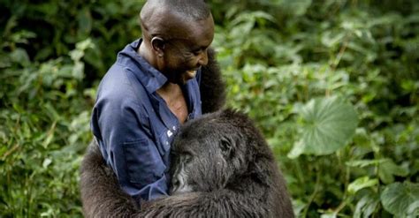 A Touching Moment A Gorilla And A Park Ranger Share A Heartwarming