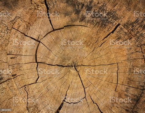 Slice Of Wood Timber Natural Background Stock Photo Download Image