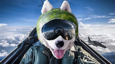 Psbattle Dog Wearing Watermelon Helmet At Home Rphotoshopbattles