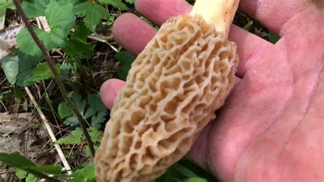 May 1st 2019 Indiana Morel Mushroom Hunt Youtube