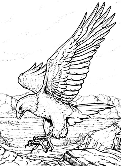 Bald eagle coloring pages download and print for free