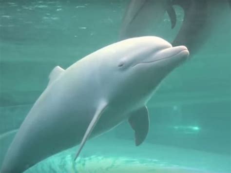 Albino Baby Dolphin