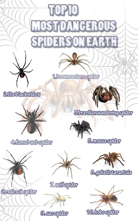 Top 10 Most Dangerous Spiders On Earth Infographic Spiders Dangerous