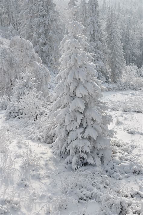 Free Images Landscape Tree Nature Forest Branch Snow White