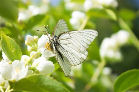 Mating Of Two White Butterflies Aporia Crataegi Stock Image Image Of