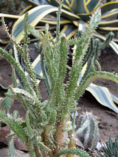 For general cacti soil, you need to mix three cups of sand with three cups of regular soil and two cups of perlite or pumice. World Plants