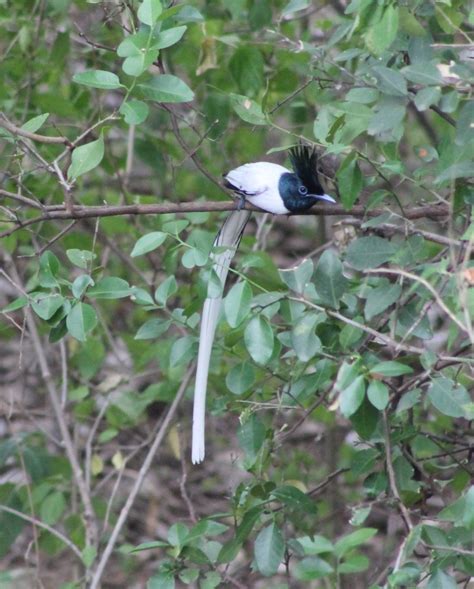 Asian Paradise Flycatcher Terpsiphone Paradisi Zoochat
