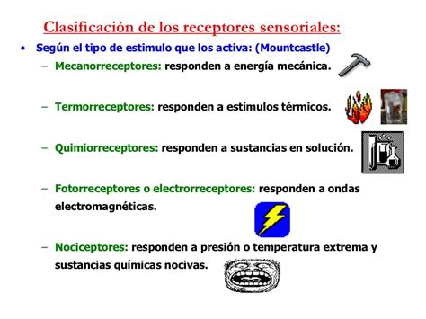 Clasificación De Los Receptores Sensoriales • Según El Tipo De