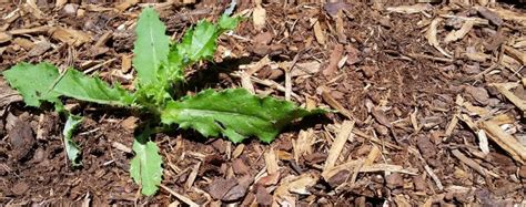 How To Prevent Weeds In Your Flower Beds Weed Control Tips