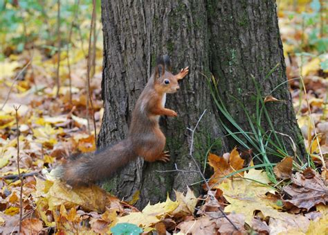 Photo Leaf Fall Squirrel Tsaritsyno Animal Photo Nature Park