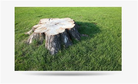 Tree Stump Disguise A Tree Stump Transparent Png 750x437 Free