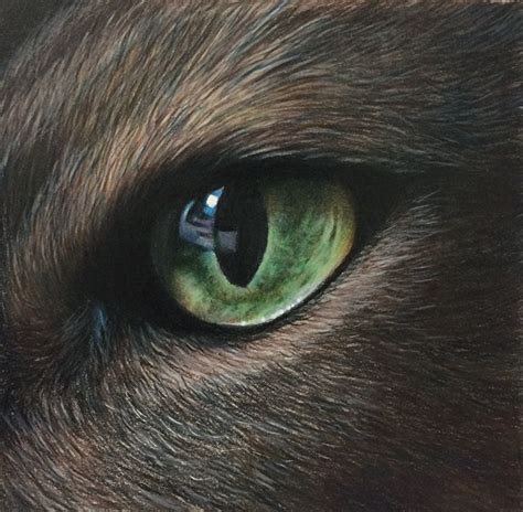 Niemrs Eye By Carole Rodrigue Colored Pencil Realistic Cat Eye Drawing