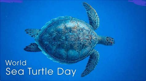 World Sea Turtle Day 16th June Ministry Of Wildlife And Forest