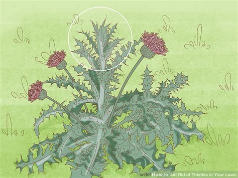 11 Easy Ways To Get Rid Of Thistles In Your Lawn Artofit