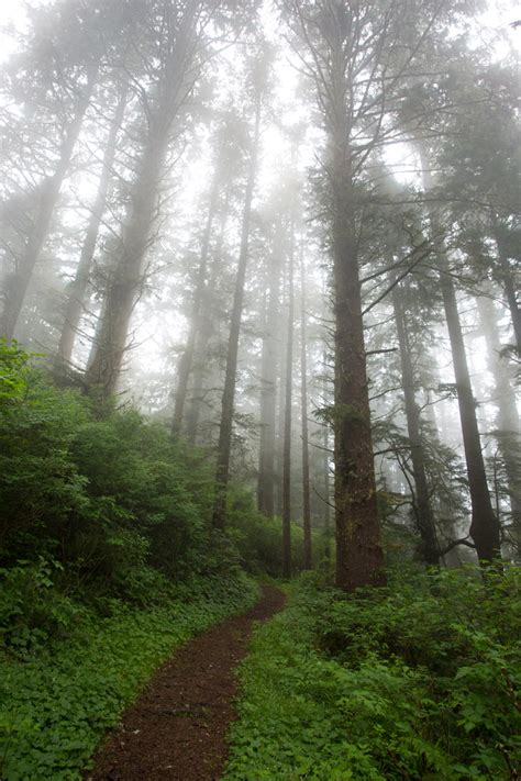 Misty Forest Path Stock By Leeorr Stock On Deviantart
