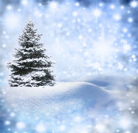 Christmas Tree In Snow Stock Image Image Of Frozen Bare 47529157