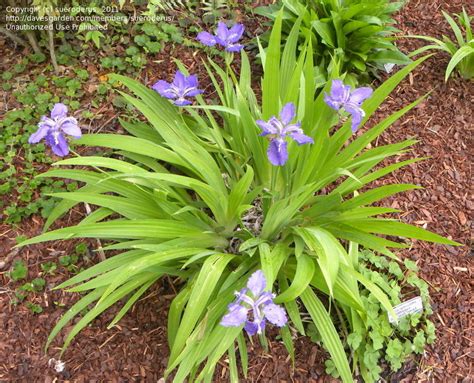 Plantfiles Pictures Species Iris Japanese Roof Iris Wall Iris Iris
