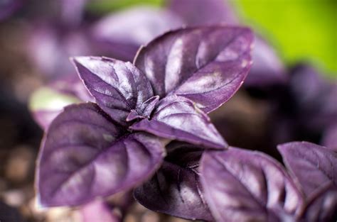 Purple Basil Food Gardening Network