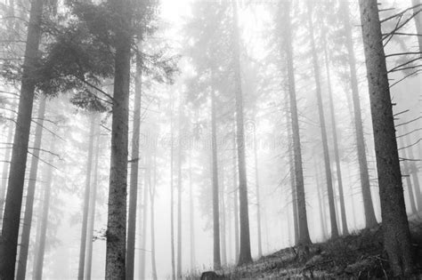 Horizontal Greyscale Shot Of A Foggy Forest Full Of Leafless Trees