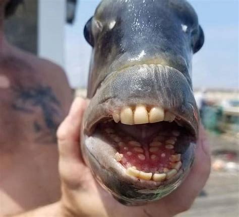 Bikin Geger Ikan Dengan Gigi Manusia Kejutkan North Carolina