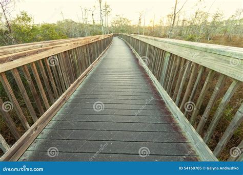 Boardwalk In Swamp Stock Image Image Of Serenity Forest 54160705