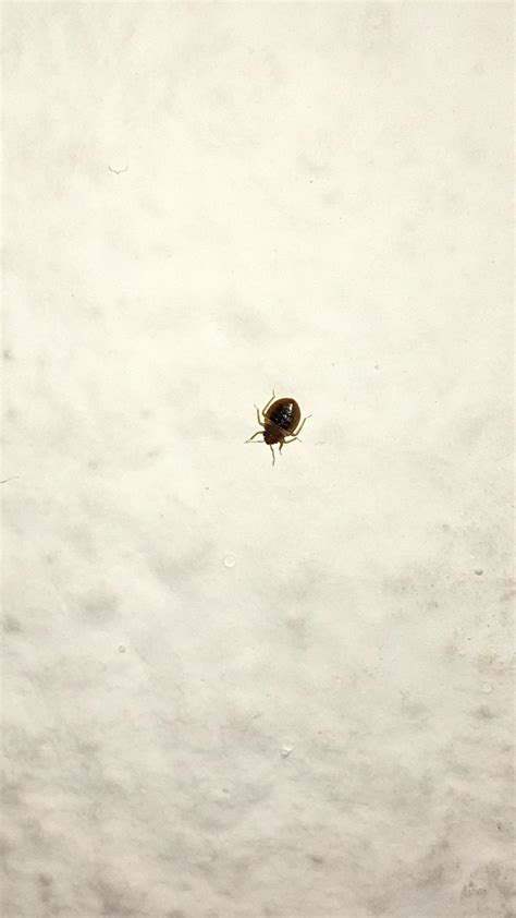 Found This Crawling On My Bedroom Wall Never Seen Anything Like It