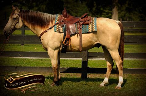 See more ideas about buckskin horse, pretty horses, beautiful horses. 003-Gunsmoke-Buckskin-Quarter-Horse-Gelding | Horse of My ...
