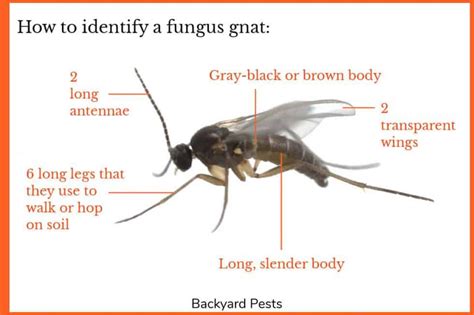 Fungus Gnats Identify Them Find Them Get Rid Of Them Backyard Pests