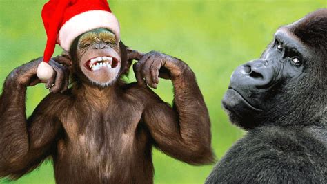 Merry Christmas Gorilla Youtube