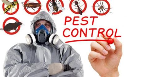 Play as the pest extermination robot, p.o.e. X Out Pest Services: Pests And Pest Control