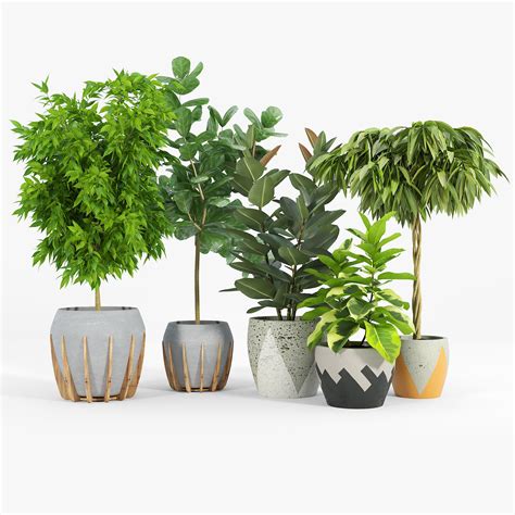 A dryland cactus that can be used as food and feed in dryland farming. 3D Ficus Set | CGTrader