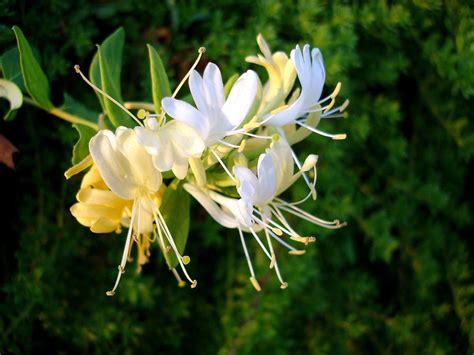 Its long stems and deep green leaves are reminiscent of getting fanned by large leaves on a faraway beach. The 10 Best Smelling Plants for Your Garden