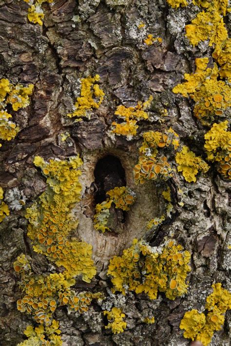 Free Images Nature Rock Structure Wood Leaf Hole Flower Trunk