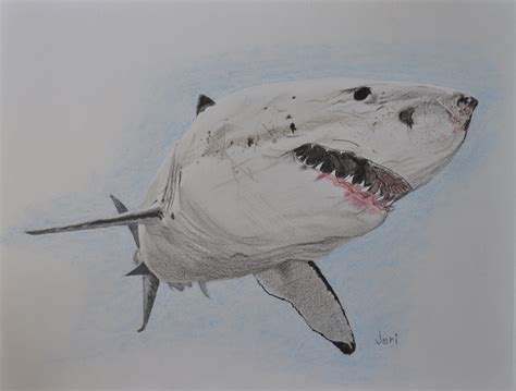 Anyone can create great looking drawings! A commissioned colored pencil drawing of a great white ...