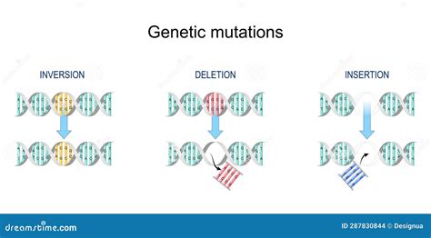 Types Of Gene Mutation Insertion Inversion Deletion Stock