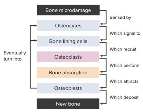 Bones Fundamentals Of Anatomy For Physicians Lecturio