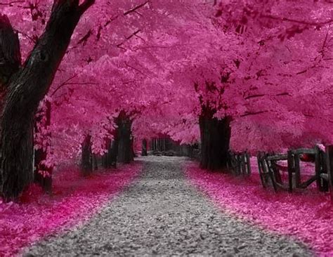 Cherry Blossom Walkway Garden Pinterest
